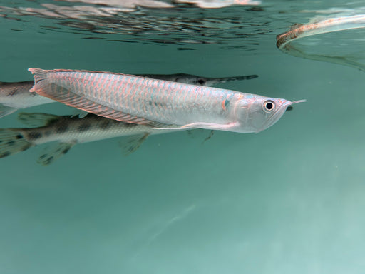 * Arowana * Osteoglossum bicirrhosum (Silver arowana) 20cm
