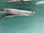 * Arowana * Osteoglossum bicirrhosum (Silver arowana) 20cm