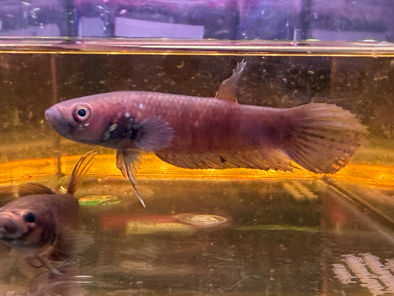 * Betta * Betta Pallifina Pair
