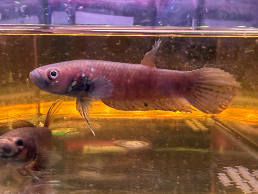 * Betta * Betta Pallifina Pair