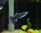 * Livebearers *  Moscow Black Guppy Pair
