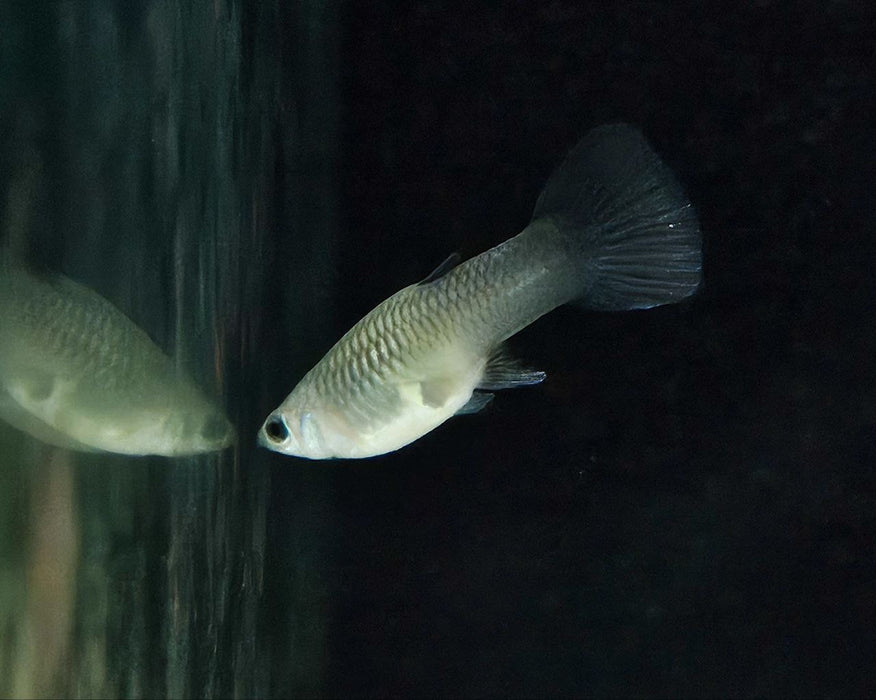 * Livebearers *  Moscow Black Guppy Pair
