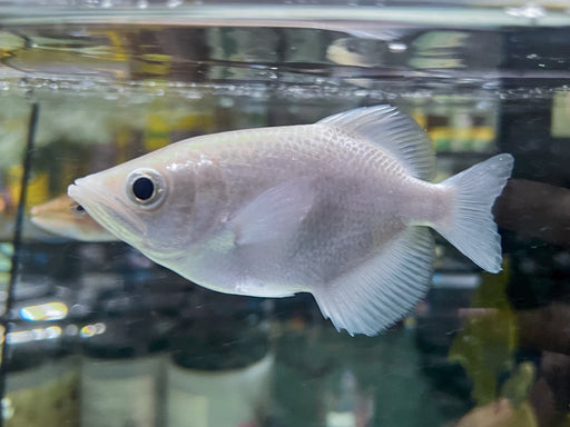 * Other Species * Toxotes blythii LEUCISTIC (Platinum Clouded Archerfish) 10cm