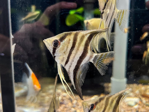 * Discus/Angelfish * Pterophyllum scalare “Suriname”