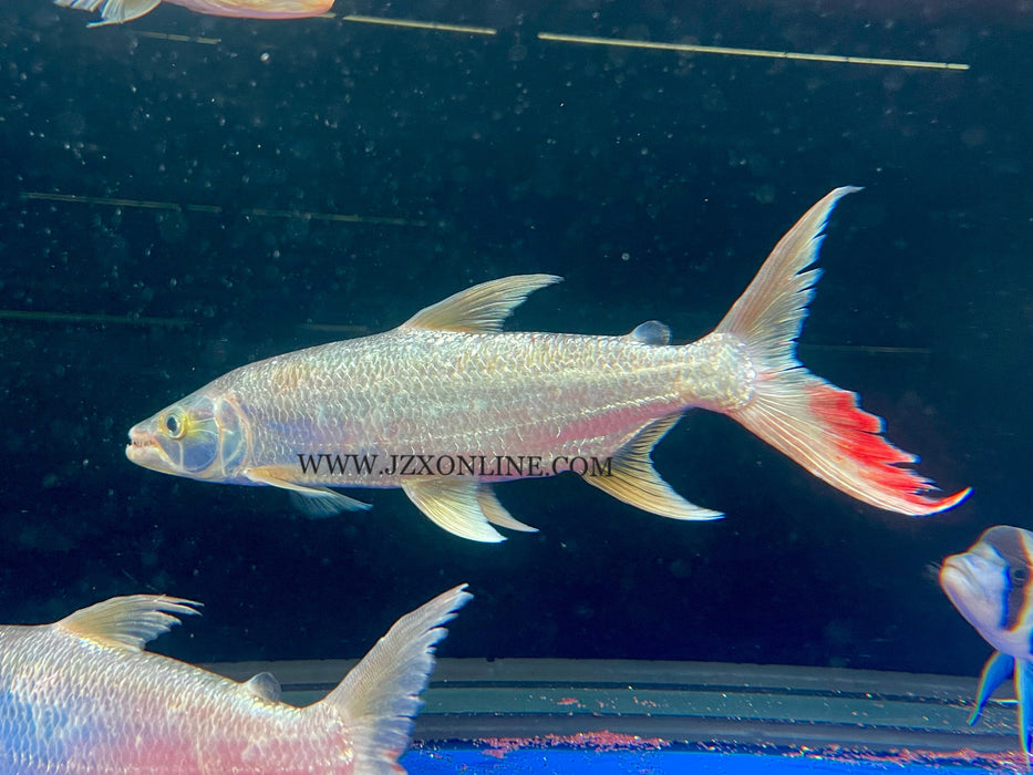 * Other Species * Hydrocynus Goliath GATF 30-35cm *Nice size*