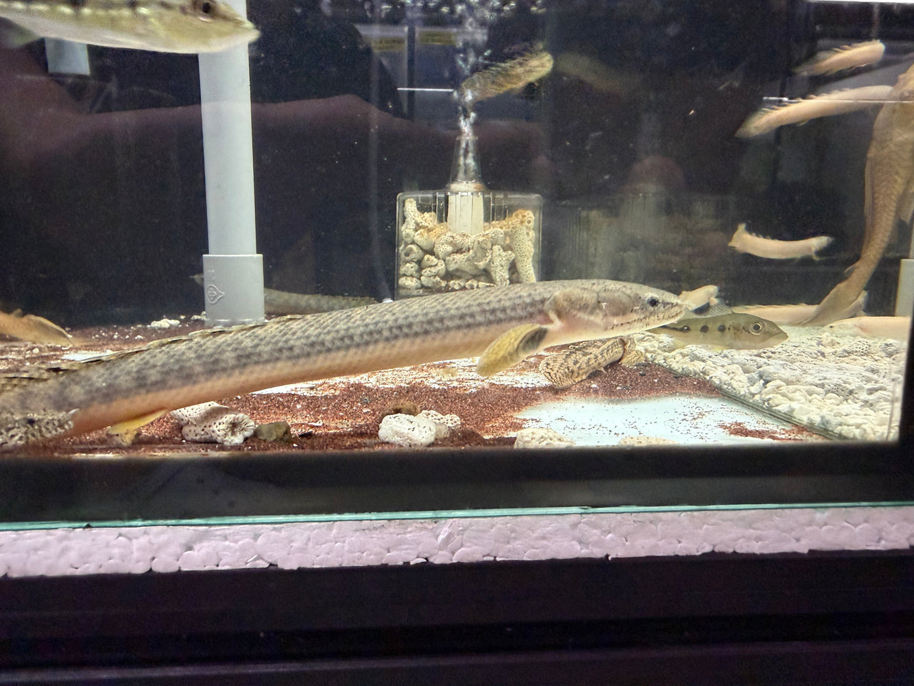 * Polypterus * Polypterus Retropinnis 18-20cm