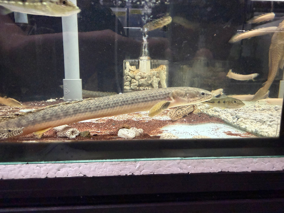 * Polypterus * Polypterus Retropinnis 18-20cm