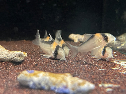 * Corydoras * Hoplisoma Adolfoi “WILD” 4cm