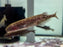 * Other Species * Brienomyrus brachyistius NIGERIA (Baby Whale)
