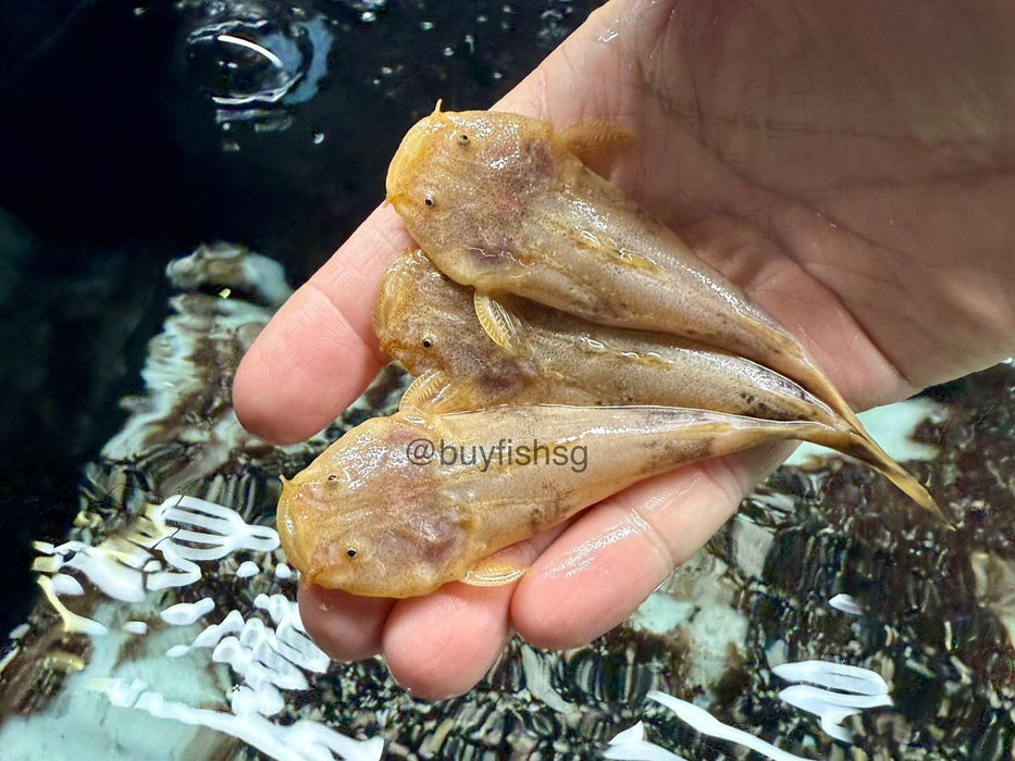 * Catfish *  Lophiosilurus Alexandri (Pacman Catfish)