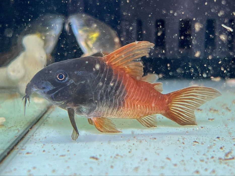 * Corydoras * Hoplisoma sp. Rio Tomo CW217 4-5cm