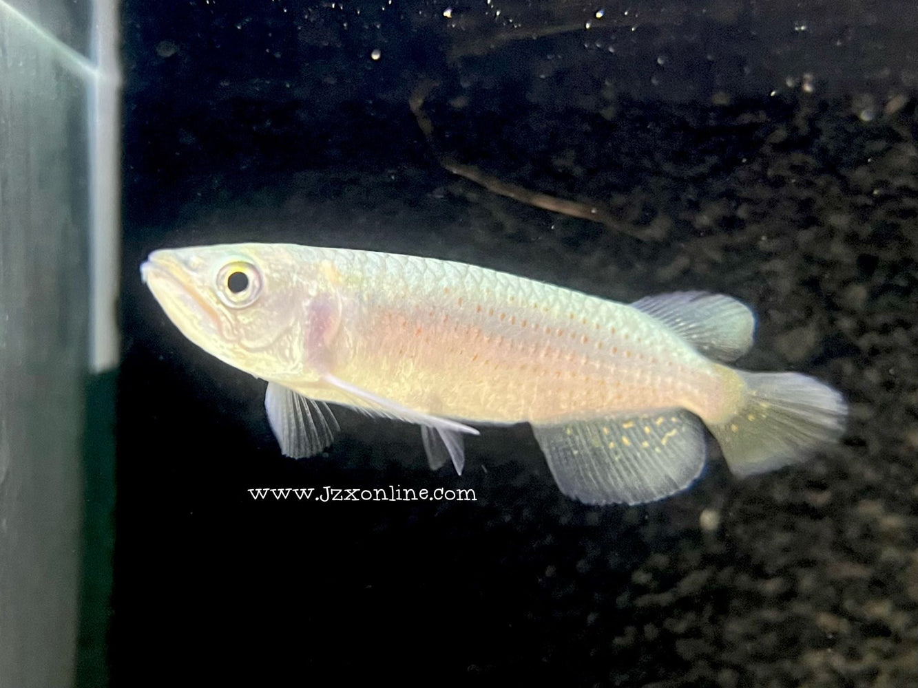 * Arowana * Scleropages leichardti (Red spotted Pearl arowana) 6-10cm *RARE!*