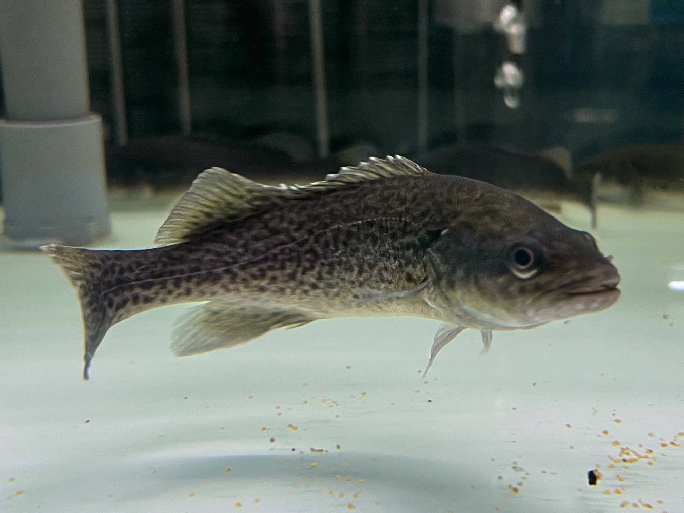 * Other Species * Maccullochella peelii (Murray Cod) 10-12cm