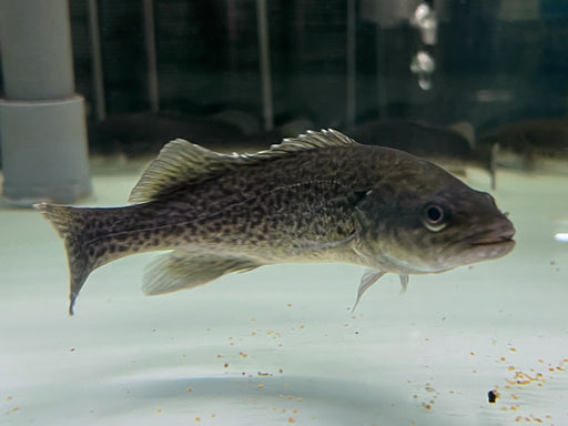 * Other Species * Maccullochella peelii (Murray Cod) 10-12cm