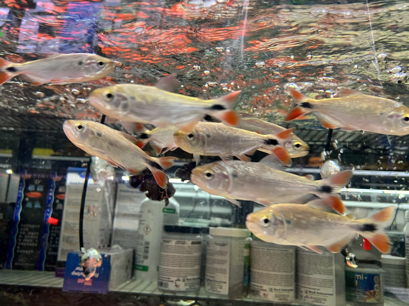 * Other Species * Brycon Moorei Sunusi (Red tail Dorado) 10-12cm