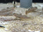 * Other Species * Rhinogobius henchuenensis (Huenchuen Brook Goby) 4-5cm
