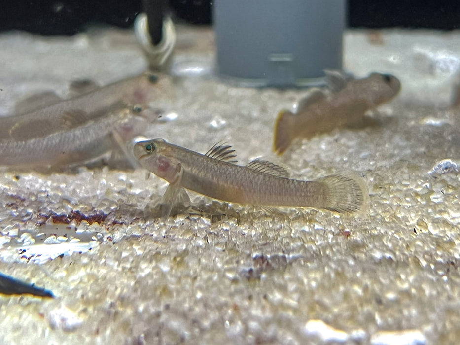 * Other Species * Rhinogobius henchuenensis (Huenchuen Brook Goby) 4-5cm