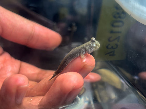 * Other Species * Periophthalmus modestus (Shuttles mudskipper) 5-6cm