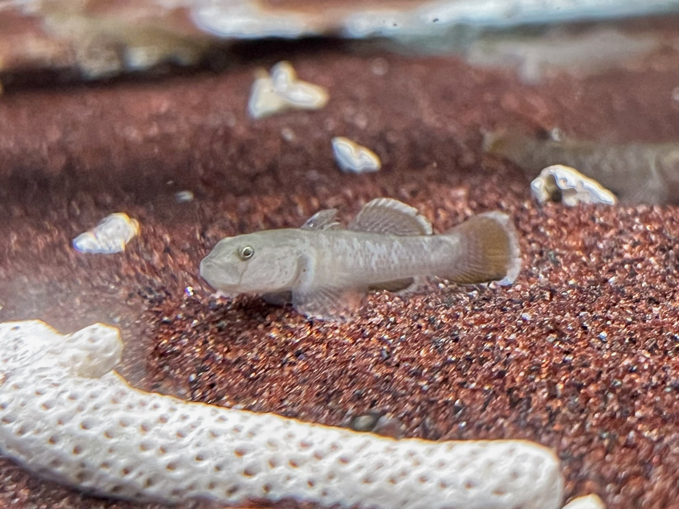 * Other Species * Rhinogobius rubromaculatus (Red spotted river Goby) 4-5cm