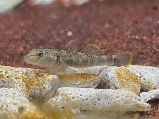 * Other Species * Rhinogobius nantaiensis (Nantai Brook Goby) 4-5cm