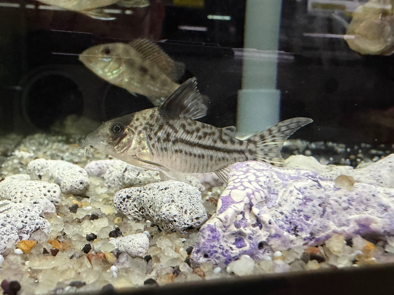 * Corydoras *  Brochis Incolicana 4-5cm