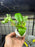 * Plants* Plant Floater & Plants #08