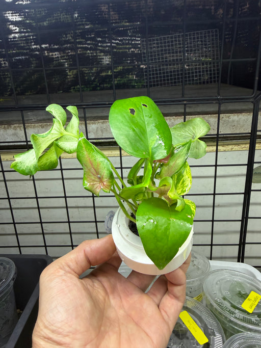* Plants* Plant Floater & Plants #08