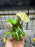 * Plants* Plant Floater & Plants #09