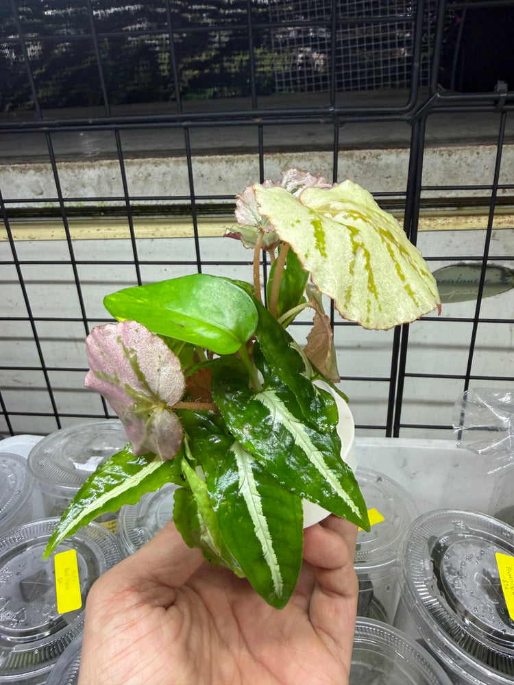 * Plants* Plant Floater & Plants #09