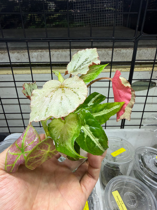 * Plants* Plant Floater & Plants #10