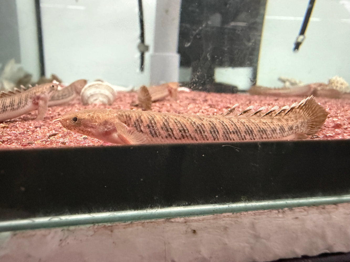 * Polypterus * Polypterus Teugelsi 6-8cm