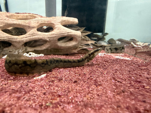 * Other Species * Mastacembelus Armatus (Tyre Track Eel) 15-18cm