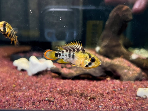 * Cichlids * Apistogramma sp. INKA I (German Bred)