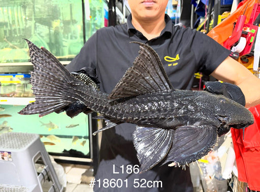 * Pleco * Pseudacanthicus Major L186 (52cm) #18601 (Actual Piece)