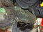 * Pleco * Pseudacanthicus Major L186 (52cm) #18601 (Actual Piece)