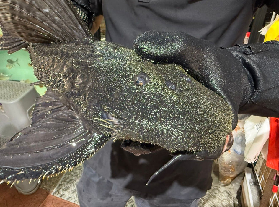 * Pleco * Pseudacanthicus Major L186 (52cm) #18601 (Actual Piece)