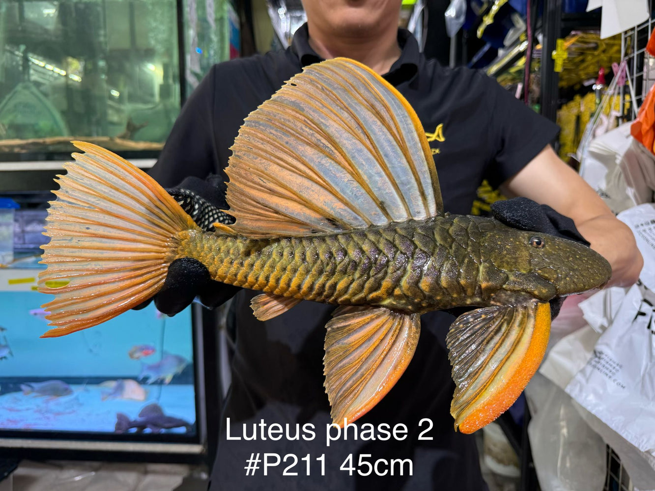 * Pleco *  Hypostomus Luteus phase 2 45cm #P211 (Actual Piece)