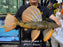* Pleco *  Hypostomus Luteus phase 2 45cm #P211 (Actual Piece)