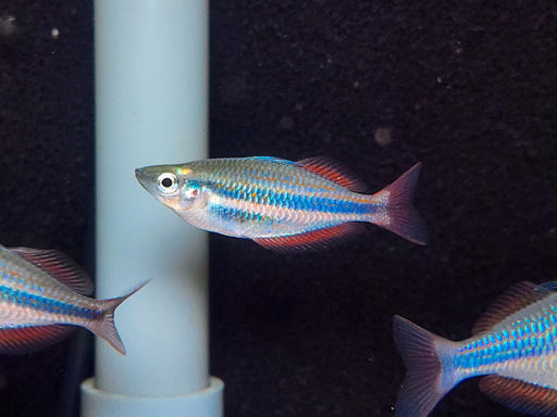 * Tetra/Barb  * Melanotaenia trifasciatus Goyder river 5-6cm
