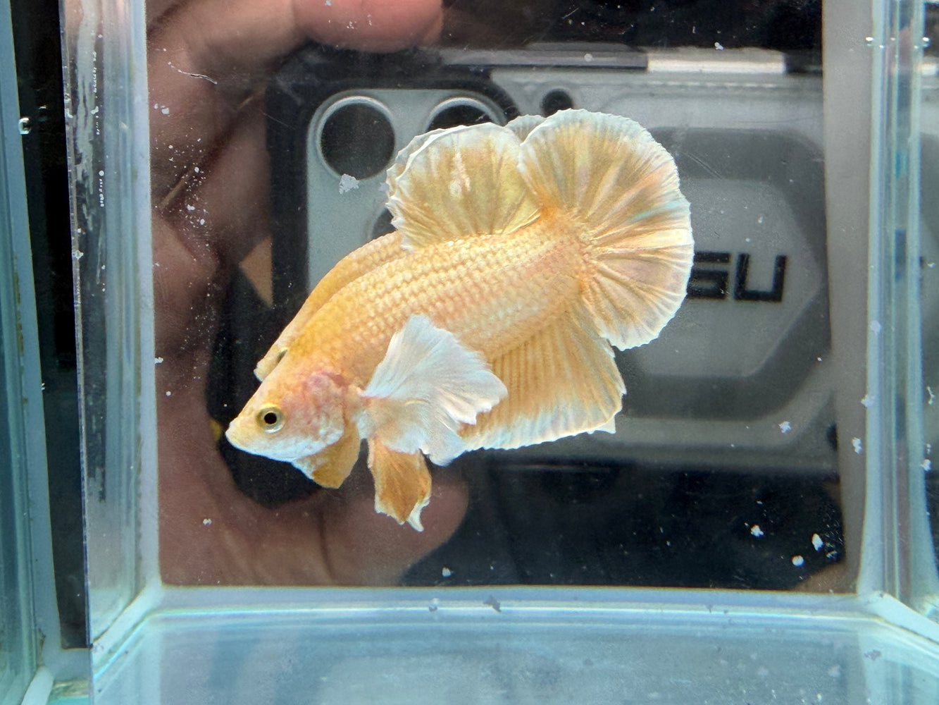 * Betta * HMPK (Actual Fish) #37