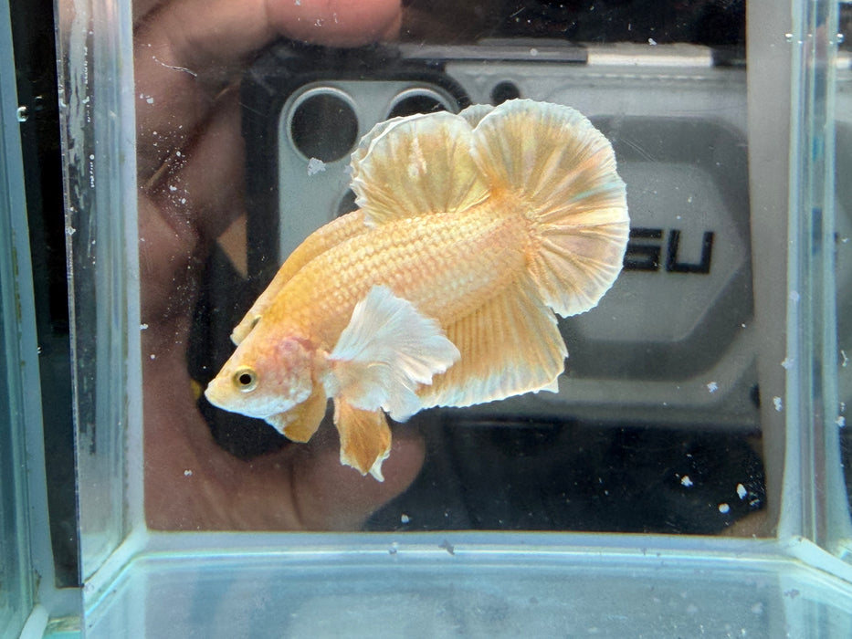 * Betta * HMPK (Actual Fish) #37