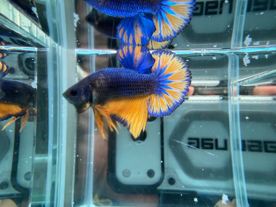 * Betta * HMPK (Actual Fish) #39