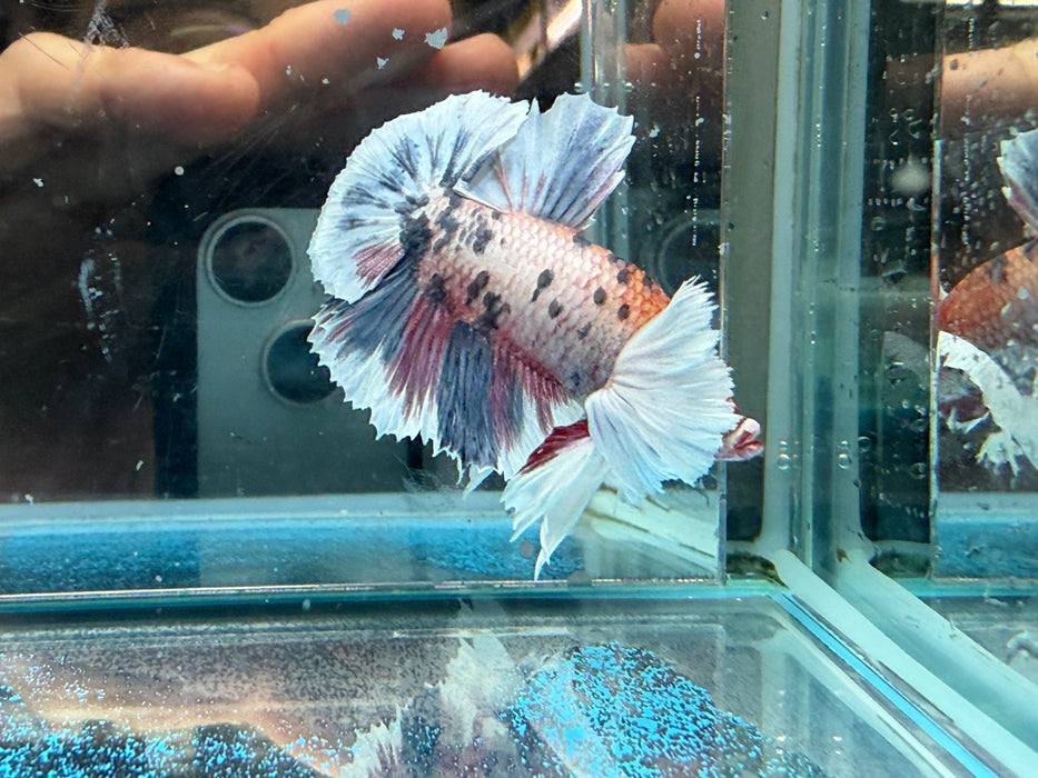 * Betta * HMPK (Actual Fish) #40