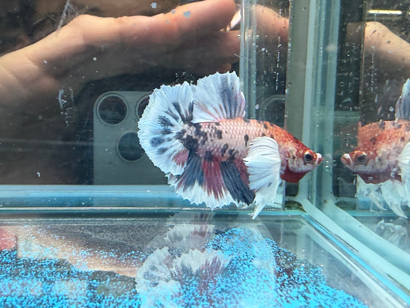 * Betta * HMPK (Actual Fish) #40