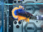* Betta * HMPK (Actual Fish) #41