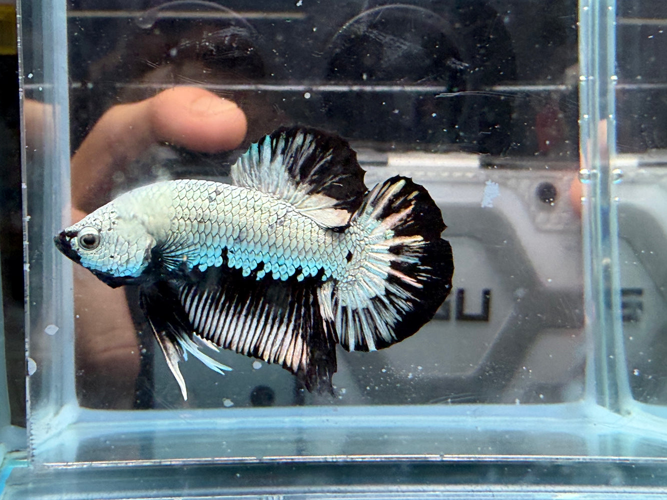 * Betta * HMPK (Actual Fish) #42