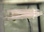 * Other Species *  Anableps anableps "Four-eye fish" 10-12cm