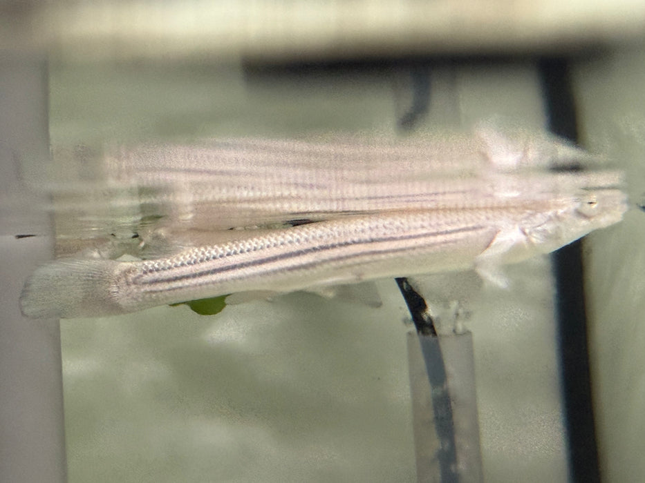 * Other Species *  Anableps anableps "Four-eye fish" 10-12cm