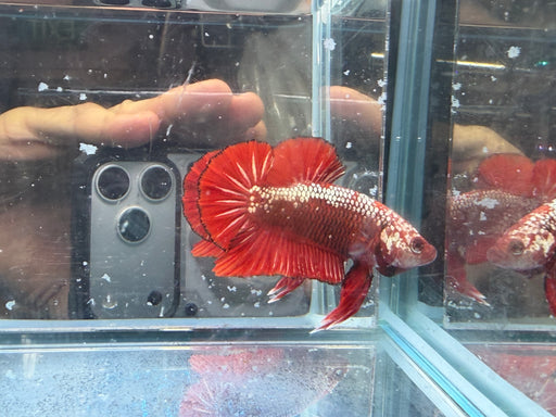 * Betta * HMPK (Actual Fish) #47