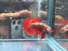 * Betta * HMPK (Actual Fish) #47